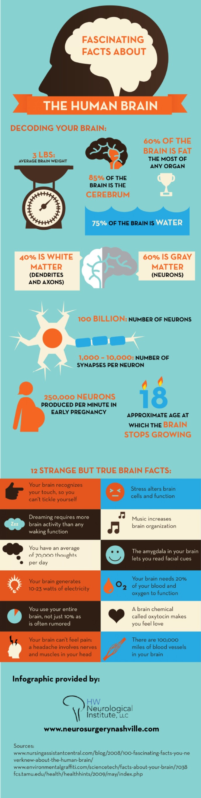 Human Brain Facts