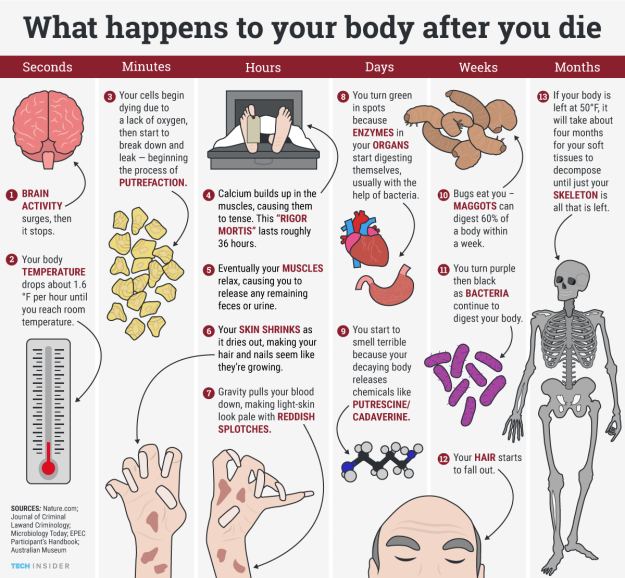 What Happens To Your Body After You Die